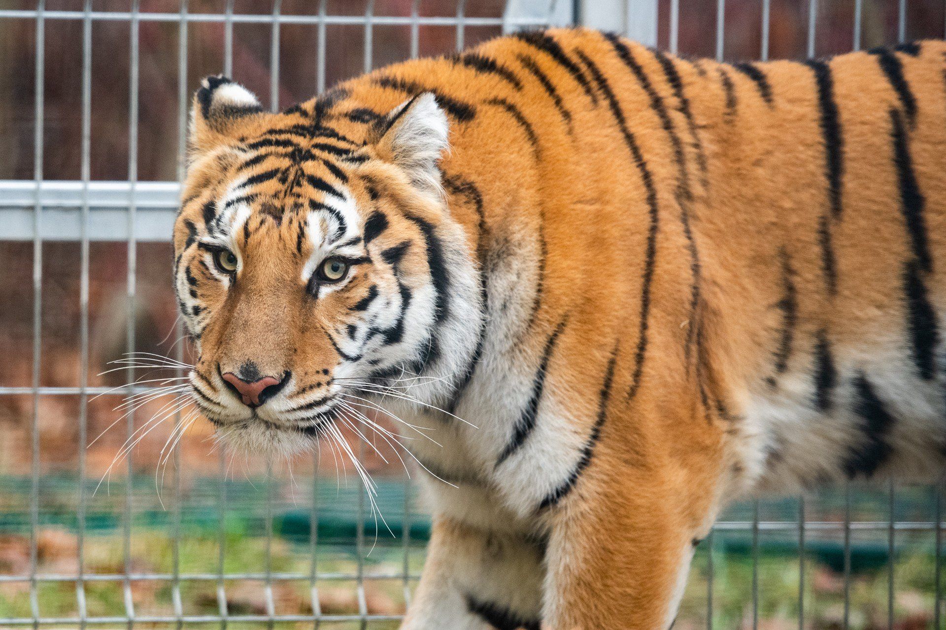 Nowe Zoo w Poznaniu