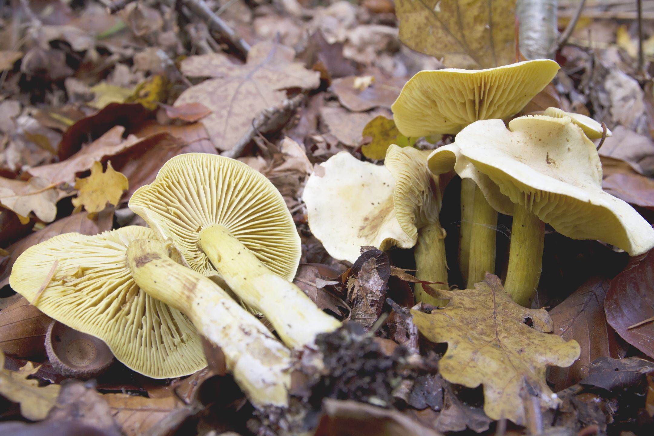 Gąska siarkowa (Tricholoma sulphureum)