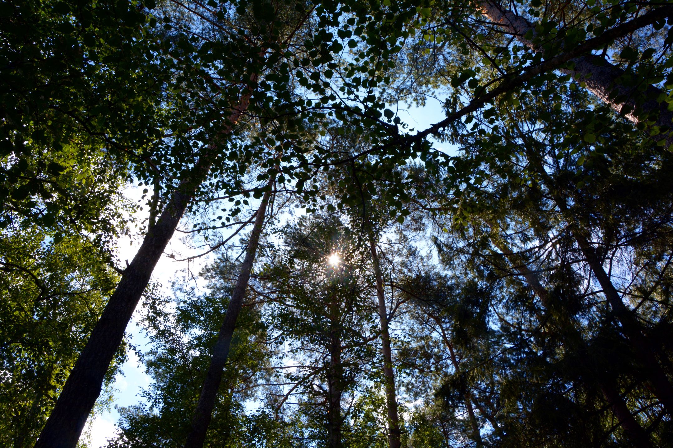 Dendrolog o wycince starodrzewu