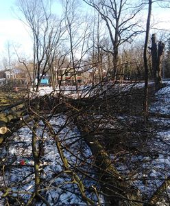 Mazowieckie. Wycięto ponad 60 zdrowych drzew w centrum Milanówka