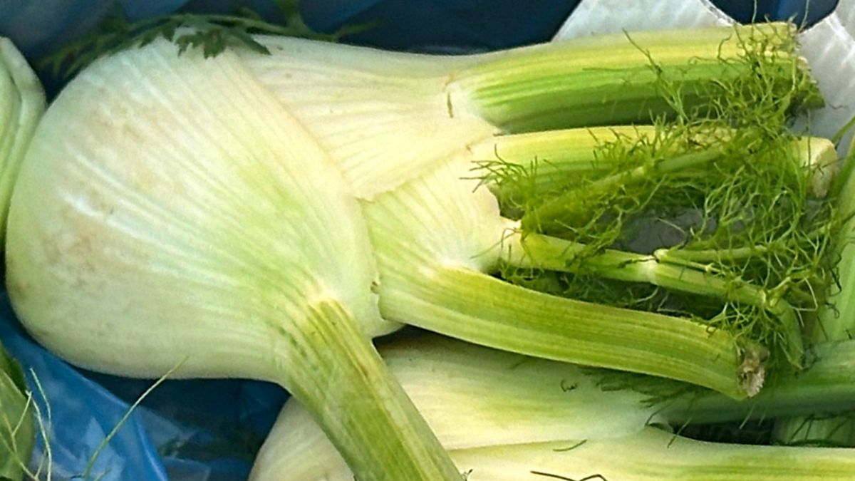 Problemy z fenkułem zaczynają się już od jego anyżowego aromatu