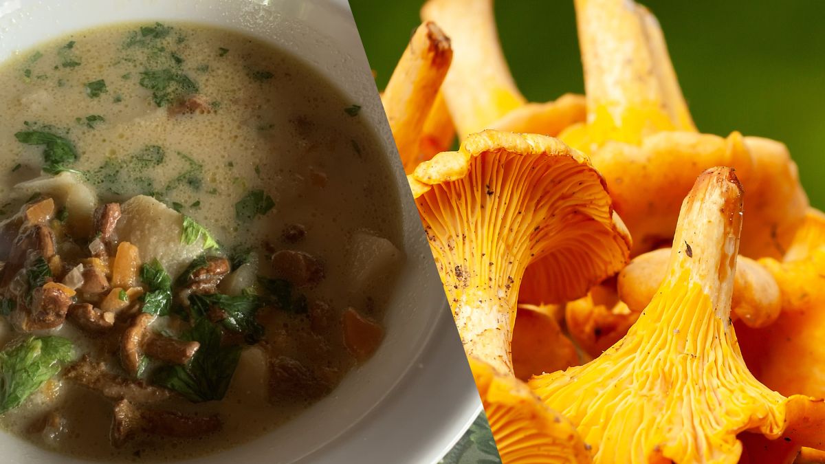 Zupa kurkowa ze świeżych grzybów to smak lata!