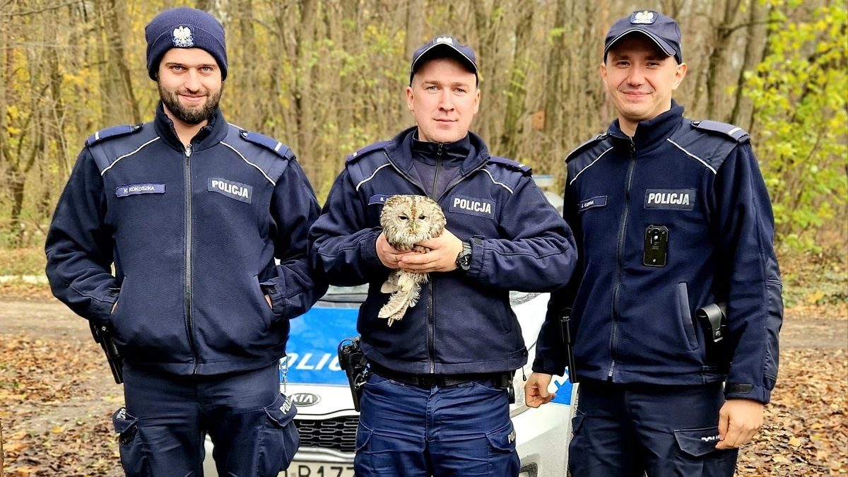 Policjanci uratowali puszczyka