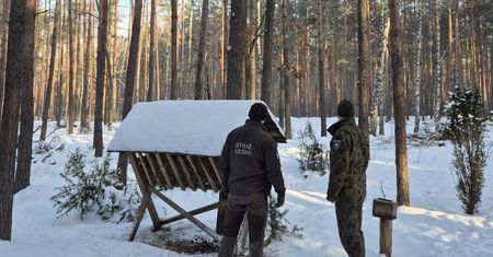 Drastyczny widok w lesie. Leśnicy są pewni. To nie był wypadek