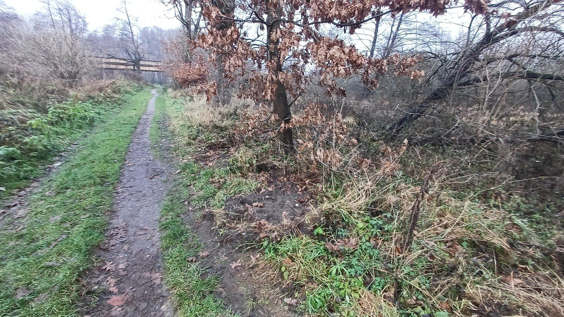 To ślady po dzikach w okolicy Sławna - miejsce spacerowe