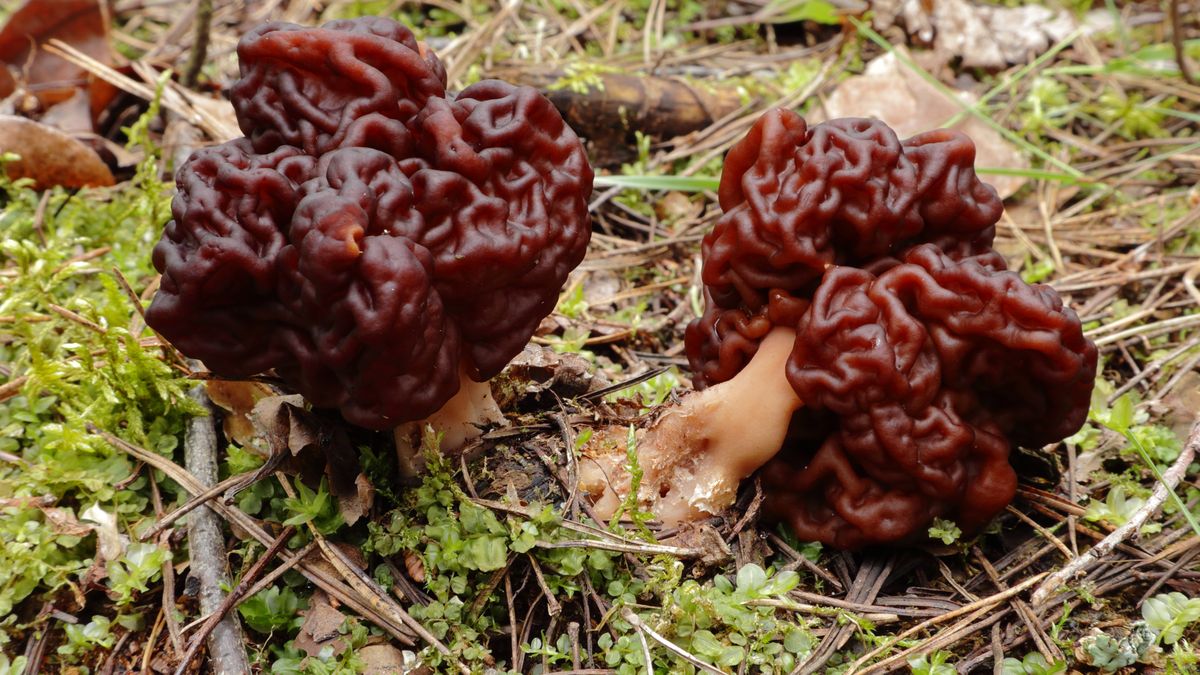 Ich pofałdowane kapelusze przypominają wartościowe smardze