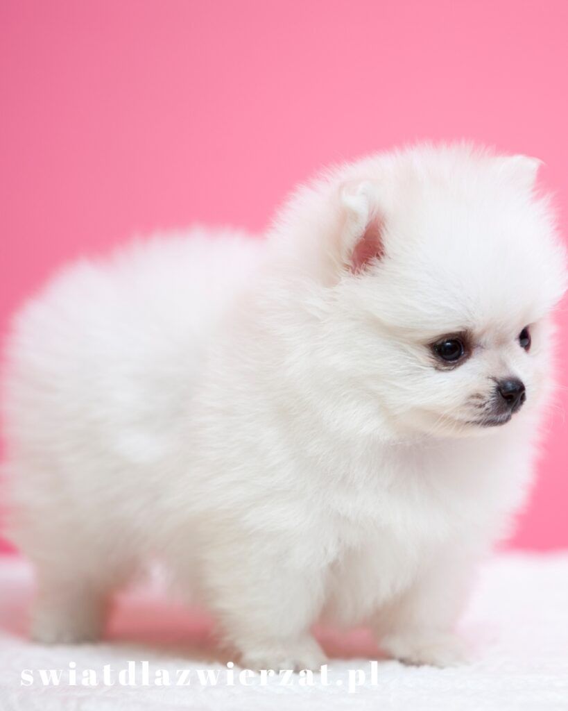 pomeranian (szpic miniaturowy) - ile żyje
