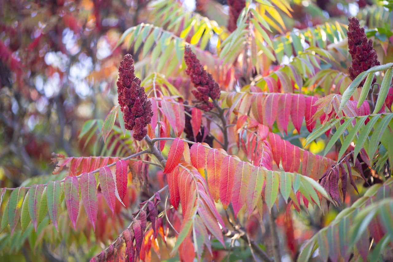Stag horn sumac: Striking beauty or garden menace?