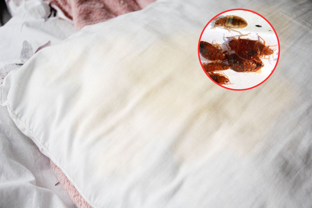 Pluskwy żywią się ludzką krwią