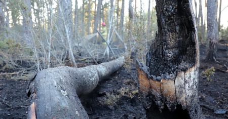 Leśnicy błagają Polaków. Na dowód pokazali uderzające zdjęcia