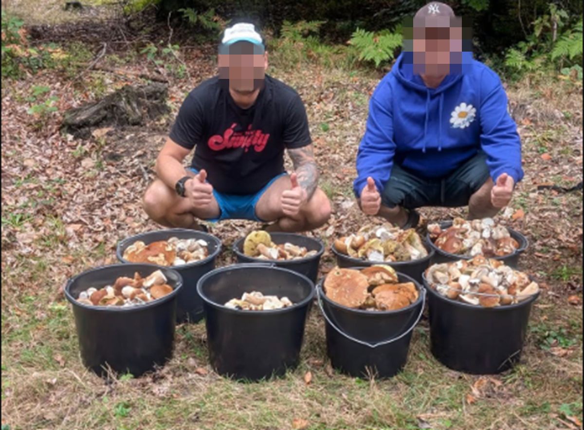 Osiem wiader borowików. "Raj dla grzybiarzy"