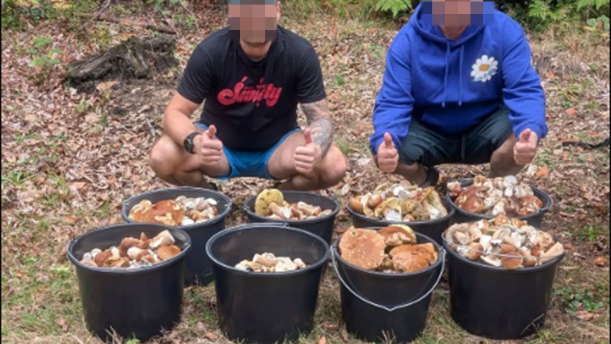 Osiem wiader borowików w Stąporkowie.