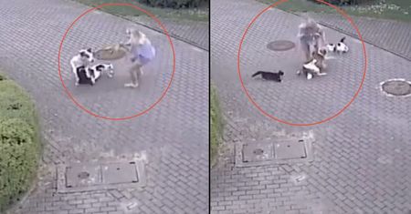 Ćwierć mln wyświetleń. "W takich sytuacjach puszcza się psa ze smyczy"