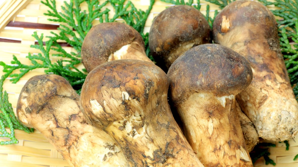 Gąski sosnowe - Pyszności