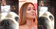Małgorzata Rozenek USYCHA z tęsknoty za czwórką psów: "CODZIENNIE rozmawiamy z nimi na Facetime"