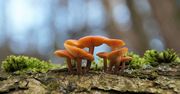 Płomiennica zimowa. Grzyb, który rośnie w zimie