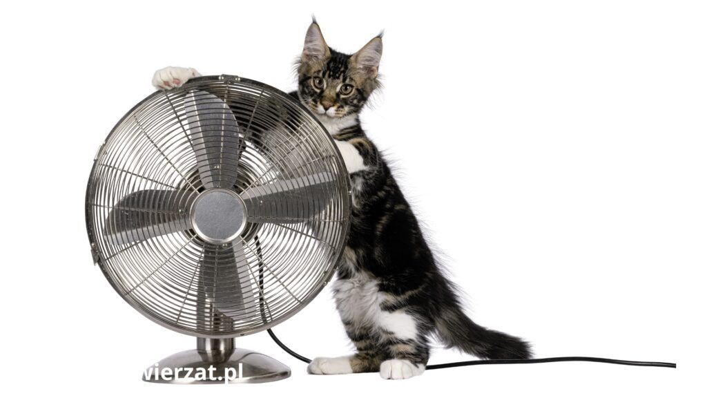 wentylator i kot