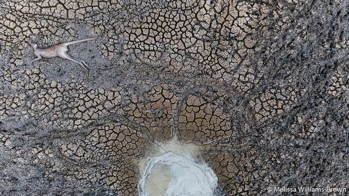 Znamy zwycięzców Australian Geographic Nature Photographer of the Year 2019 8