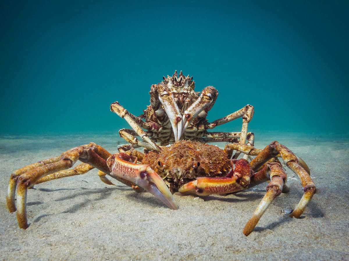 Piękne stworzenia z morskich głębin w konkursie Ocean Art Underwater 13