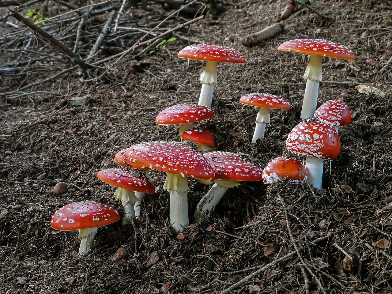 Moda na spożywanie Amanita muscaria nie mija