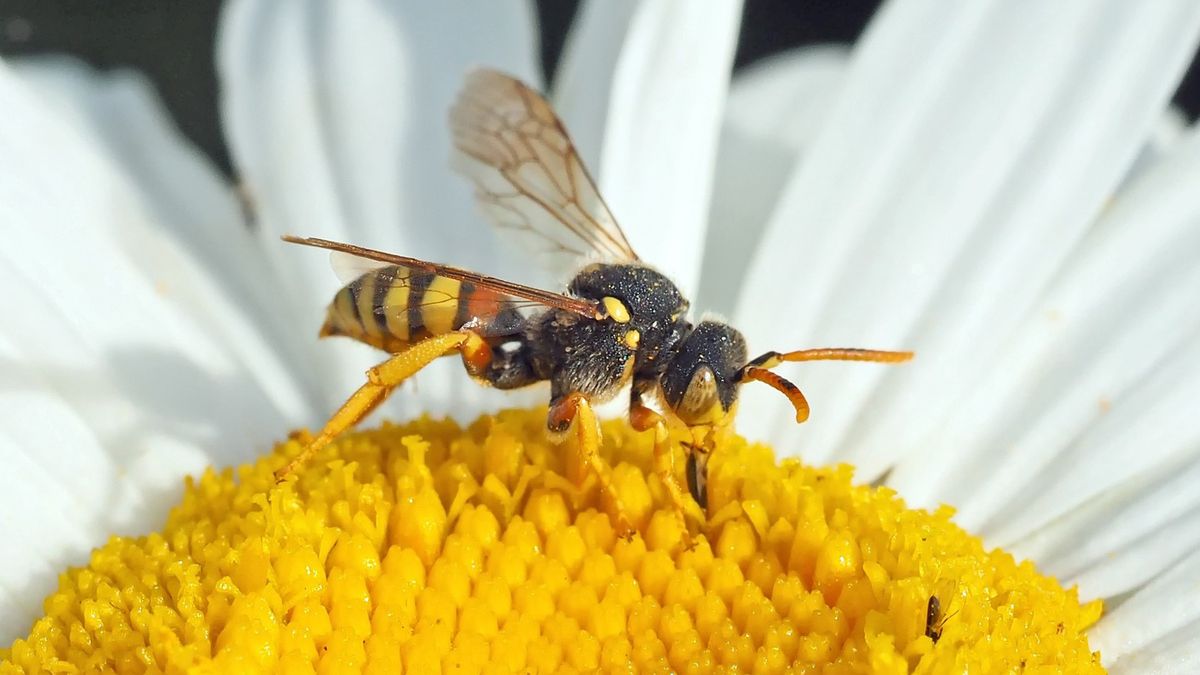 Jak odstraszyć osy?