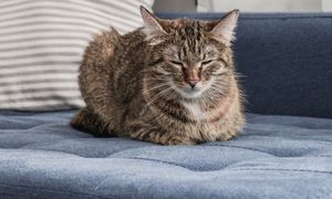 Kot siedzi w tej pozycji? Oto co naprawdę chce "powiedzieć"