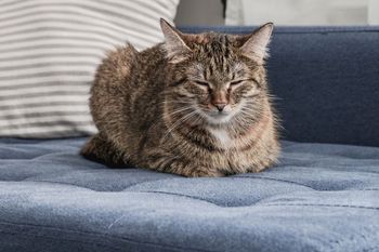 Kot siedzi w tej pozycji? Oto co naprawdę chce "powiedzieć"