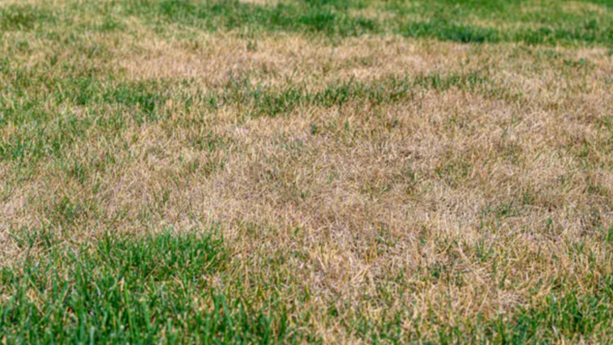 Jak uratować przesuszony trawnik?