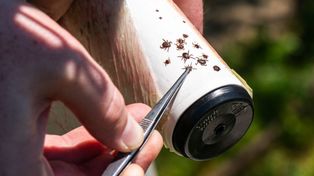Kleszczy mniej o nawet 99 proc. Naukowcy radzą rozsypać w ogrodzie