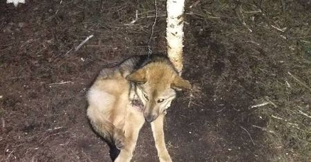 Policja szuka kłusownika! Założył wnyki, w które wpadł pies. Spędził w nich kilka dni
