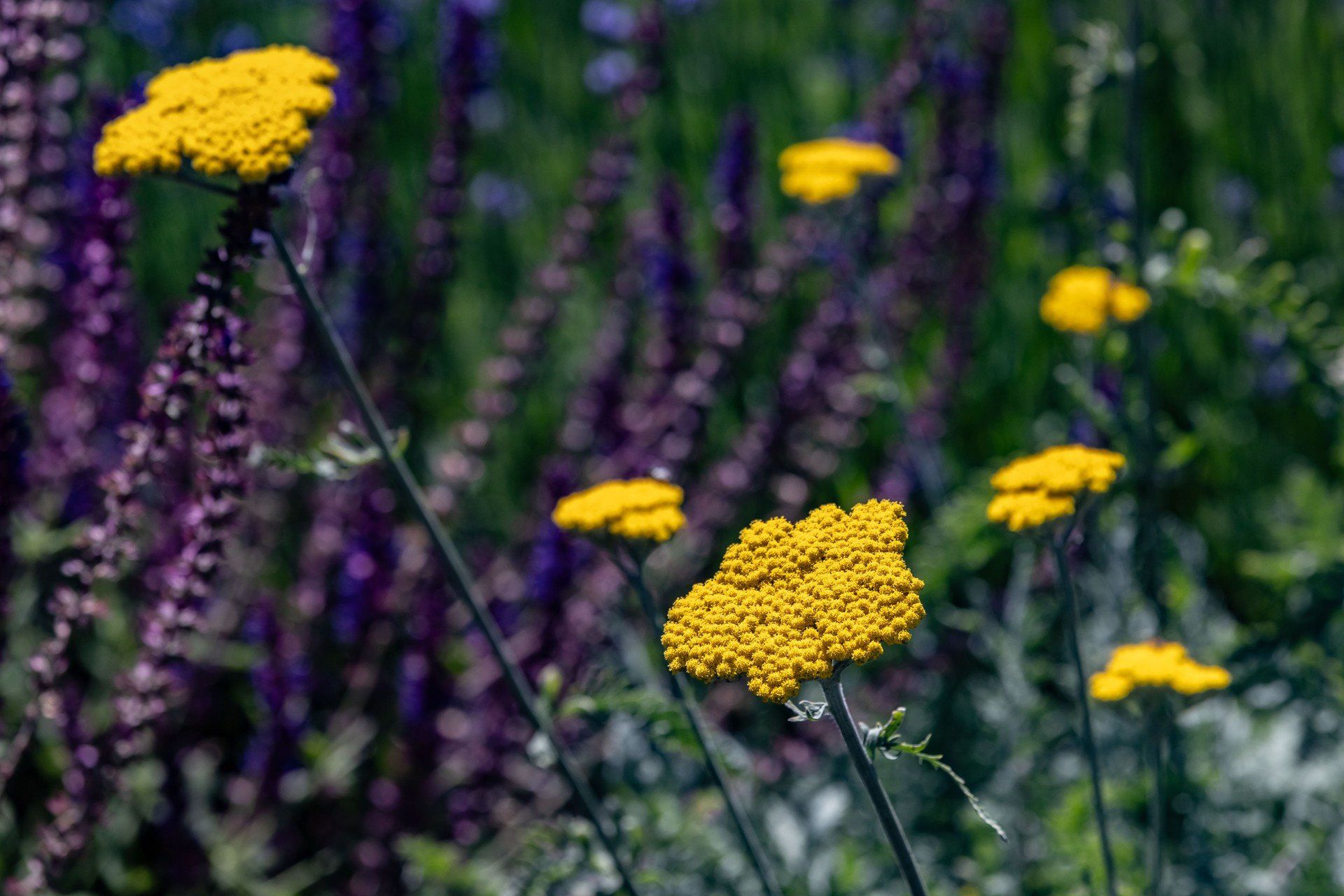 Krwawniki w Ogrodzie Botanicznym UJ w Krakowie. Tu gatunek Achillea clypeolata - krwawnik tarczowaty