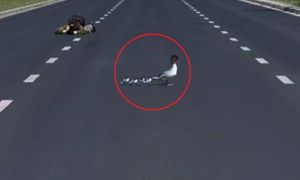 Wstrzymali dla nich ruch na drodze. Nurogęsi powędrowały już nad Wisłę