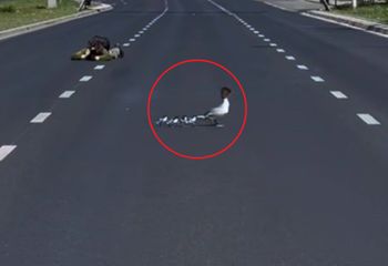 Wstrzymali dla nich ruch na drodze. Nurogęsi powędrowały już nad Wisłę