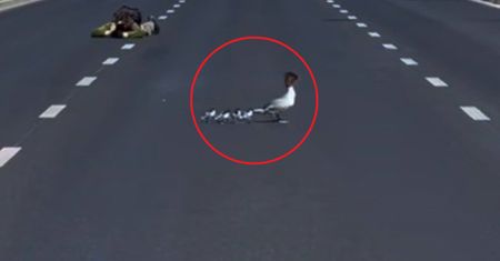 Wstrzymali dla nich ruch na drodze. Nurogęsi powędrowały już nad Wisłę