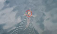 Ośmiornica złapała "stopa". Wspólna podróż z rekinem hitem internetu