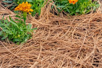 Rozsyp pod rododendronami. W sezonie sobie podziękujesz