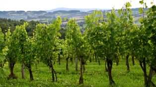 Właściciele winnic walczą z przymrozkami. Wszystkie możliwe sposoby