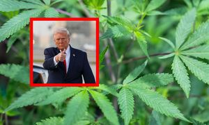 Historyczna zmiana Trumpa. Dotyczy marihuany