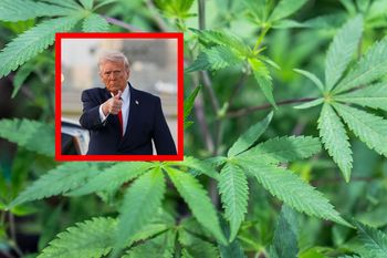 Historyczna zmiana Trumpa. Dotyczy marihuany