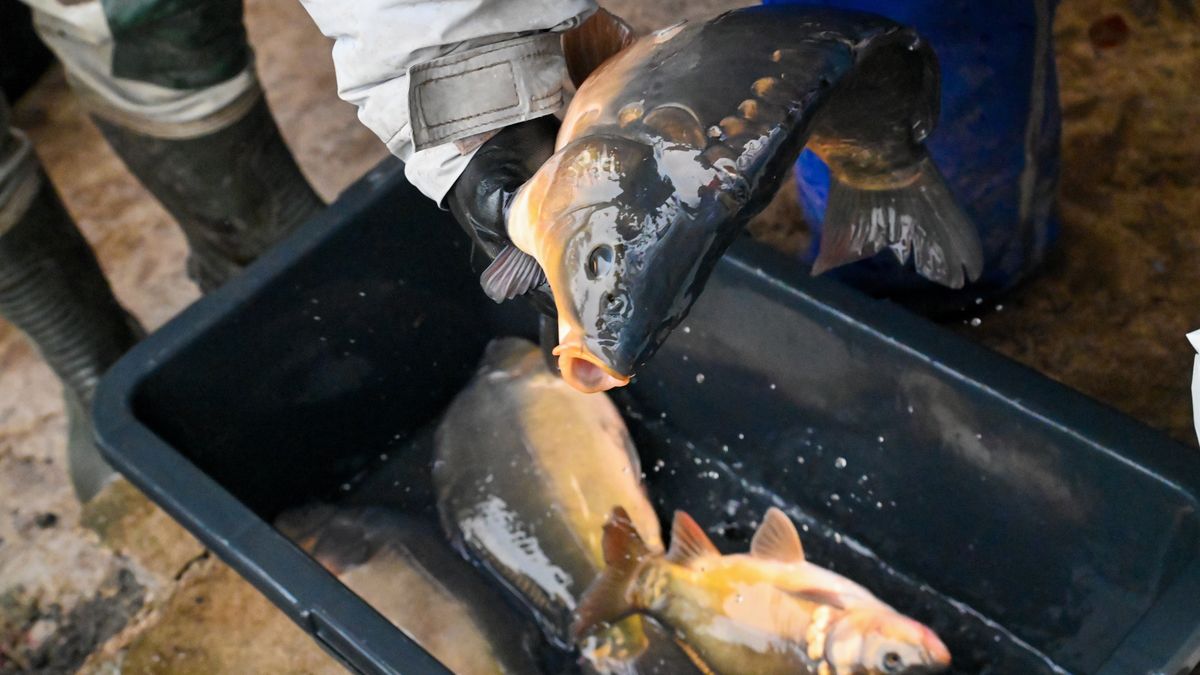 karpie/ zdjęcie ilustracyjne
