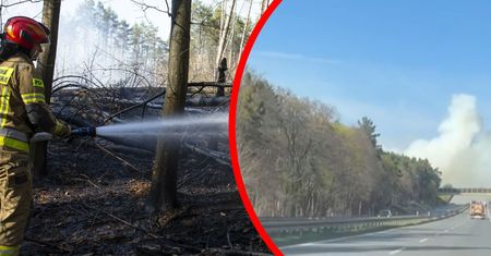 Pożar lasu pod Bydgoszczą. Dym zasłania S10