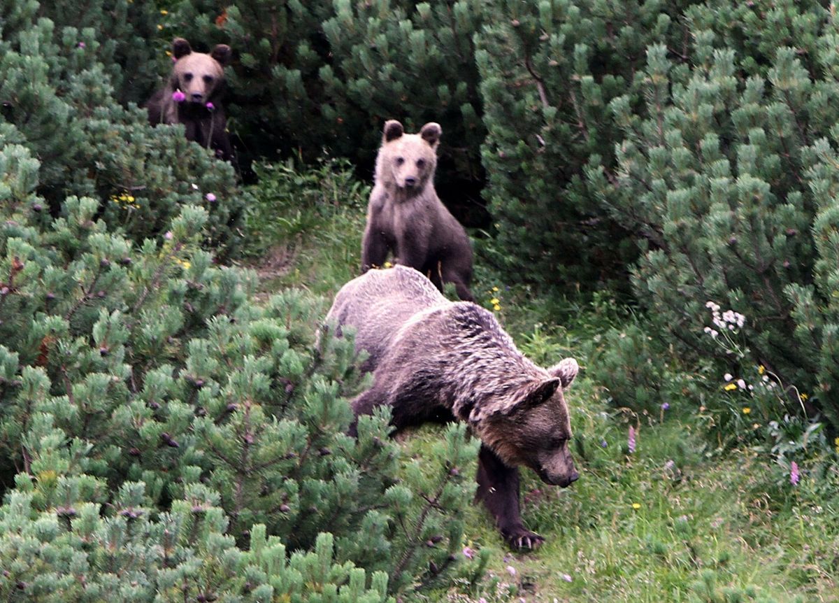 Tatry. Niedźwiedzie podchodzą coraz bliżej osiedli mieszkalnych 