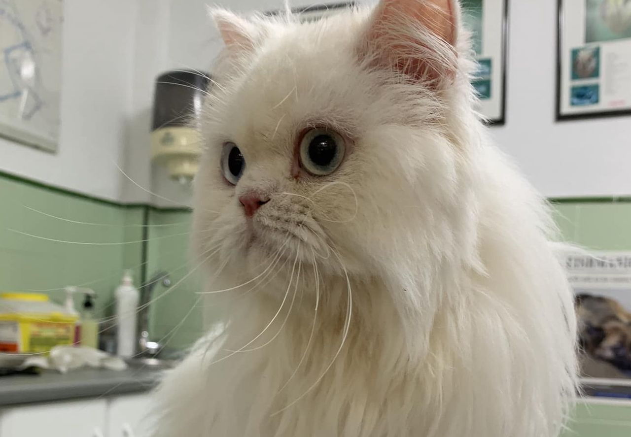 They abandoned a "pure-bred" cat. The vet broke down during the examination