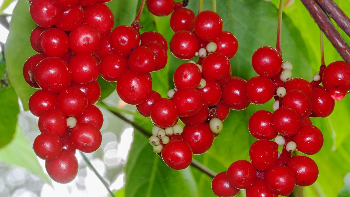 Cytryniec chiński warto posadzić w ogrodzie