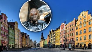 Plaga szczurów w polskim mieście. "Wieczorem nie da się wyjść"