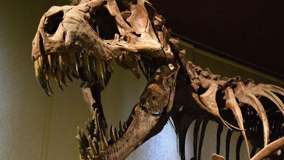 Szkielet dinozaura
