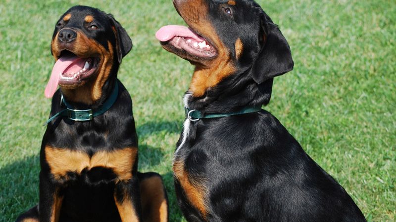 Wpadka tłumacza Google. Psy i suki zastąpiły mężczyzn i kobiety 1