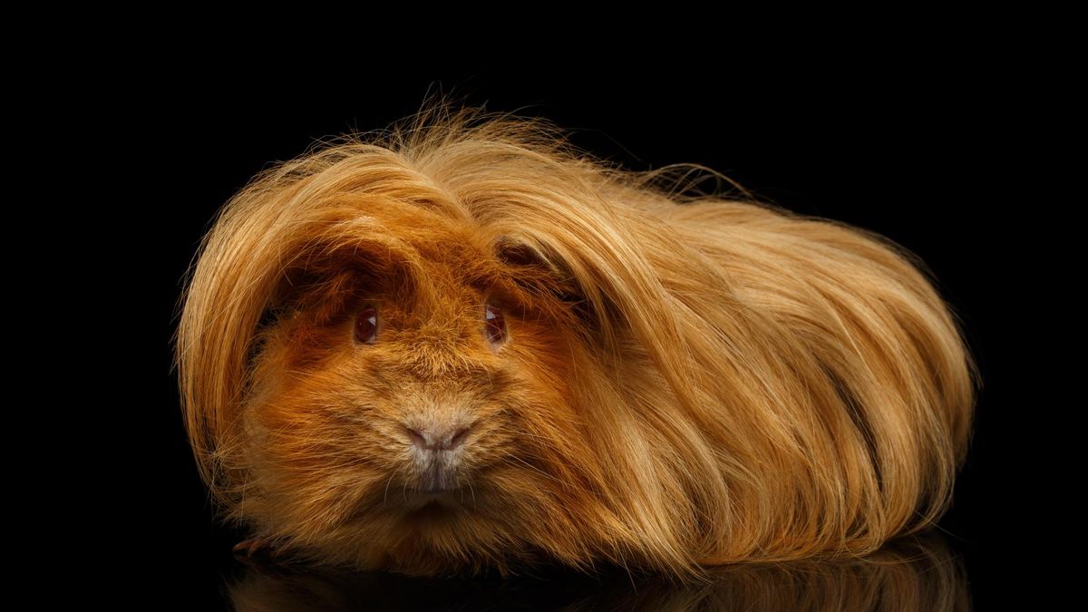 Świnka morska Peruwianka.