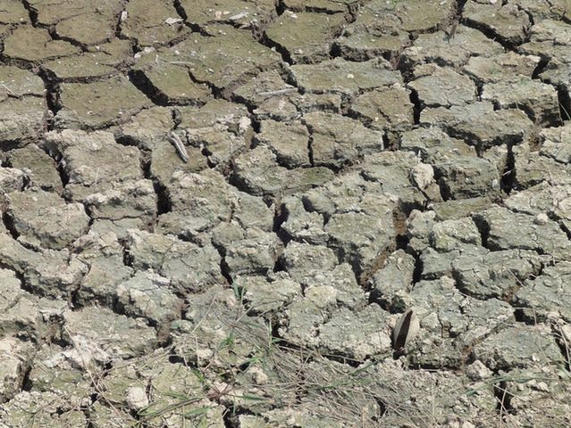 Powiązanie między alergią a suszą