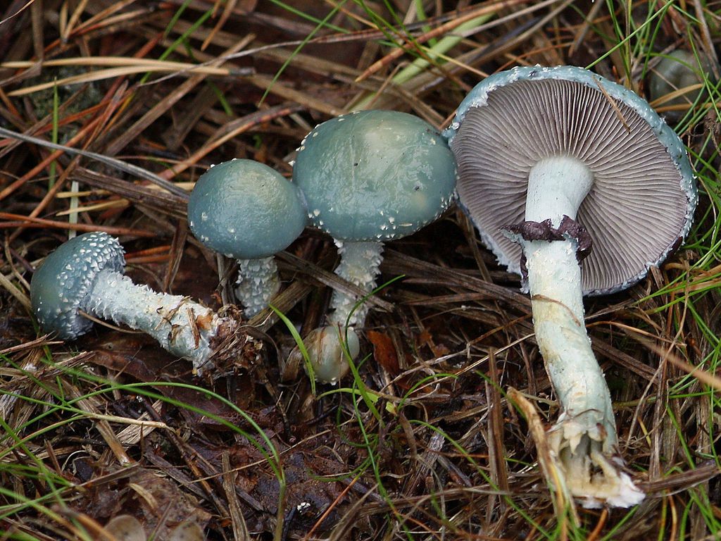 Pierścieniak białoniebieski wyróżnia się nietypowym kolorem